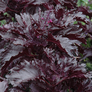 Vürtsbasiilik / Ocimum basilicum PURPLE RUFFLES 10gr