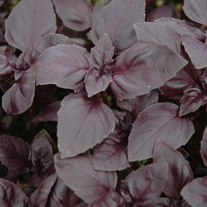 Vürtsbasiilik / Ocimum basilicum RED RUBIN 100gr