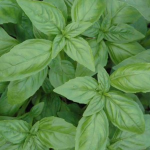Vürtsbasiilik / Ocimum basilicum MAMMOLO GENOVESE 100gr