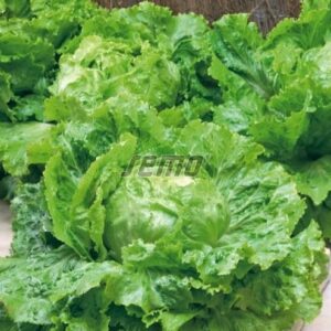 Bataaviasalat BATAVUS 1000p