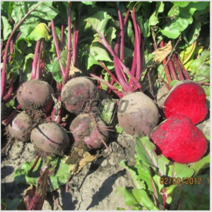 Punane peet BETINA F1 1kg