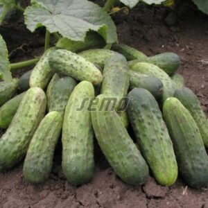 Lühike kurk / Cucumis sativus  BLANKA F1 250s