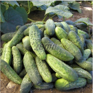 Lühike kurk / Cucumis sativus BOHEMIA F1 1000s