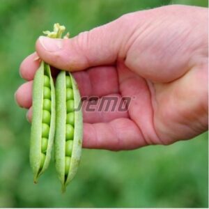 Herneseeme CEDRIK 25kg (puhtimata)