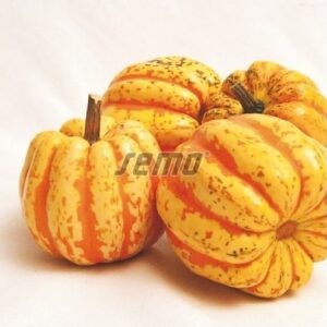 Dekoratiivkõrvits CELEBRATION F1 10g