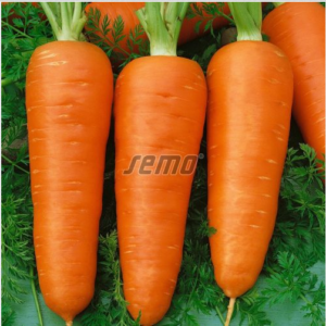 Porgand CHAMARE 50 000tks