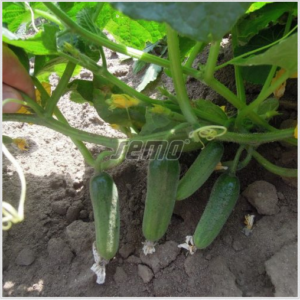 Lühike kurk / Cucumis sativus CHARLOTTE F1 250s