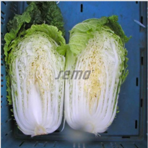 Hiinakapsas CONCORD F1 2500tks