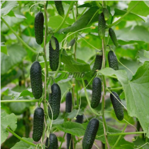 Lühike kurk / Cucumis sativus DAFNE F1 1000s