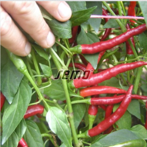 Terav paprika DAMIAN 500s