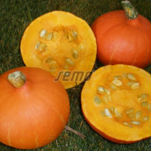 Kõrvits DELICIAN F1 100s