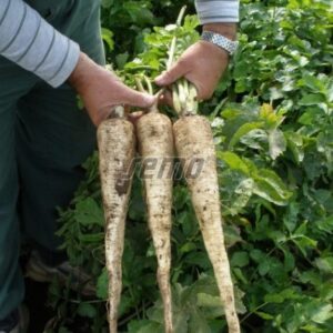 Pastinaak 'DLOUHY BILY' 1kg