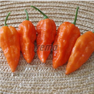 Terav paprika DRACO ORANGE 100s