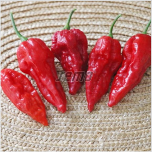 Terav paprika DRACO RED 100s