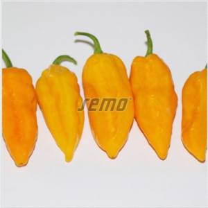 Terav paprika DRACO YELLOW 100s