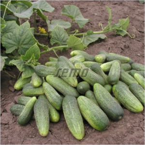 Lühike kurk / Cucumis sativus ELISABET F1 250s