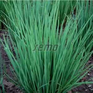 Murulauk ERECTA 300g