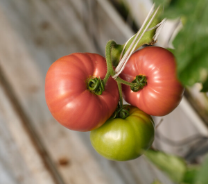 Tomat ESMIRA F1 100s