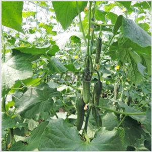 Poolpikk kurk FORMULE F1 100s