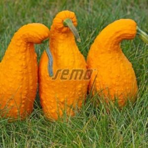 Dekoratiivkõrvits GA GA GA F1 20g