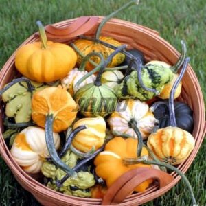 Dekoratiivkõrvits GALAXY OF STARS F1 10g