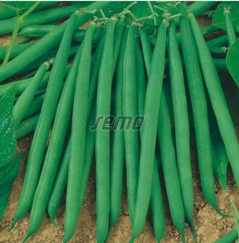 Põõsasuba GAMA 3kg