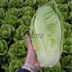 Roomasalat GELBUS 1000p