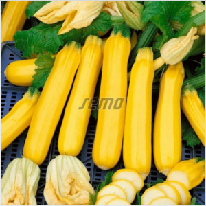 Suvikõrvits GOLDLINE F1 100s