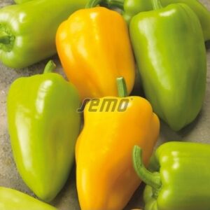 Magus paprika GOLDUS F1 500s