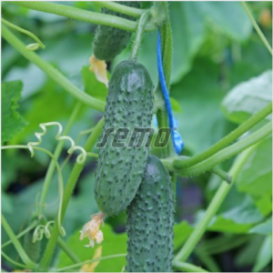 Lühike kurk GRACIE F1 1000s