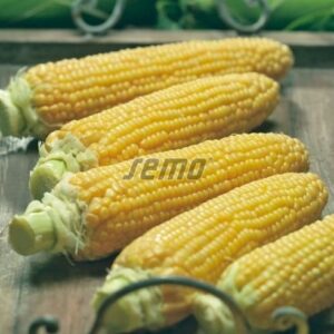 Magus mais GUSTA F1 1kg