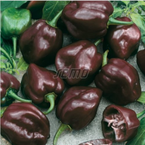 Terav paprika HABANERO CHOCOLATE 100s