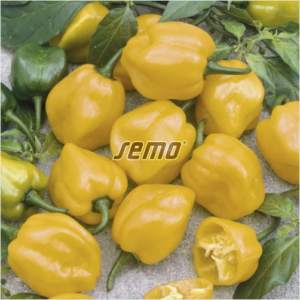 Terav paprika HABANERO LEMON 100s