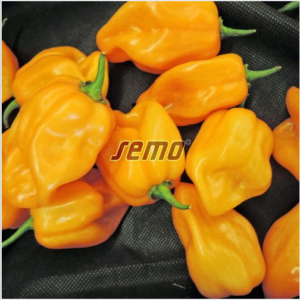 Terav paprika HABANERO ORANGE 100s