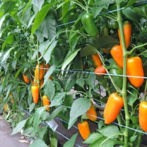 Magus paprika HAMIK® 500s