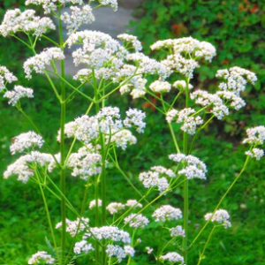 Harilik aniis / Pimpinella anisum 400gr