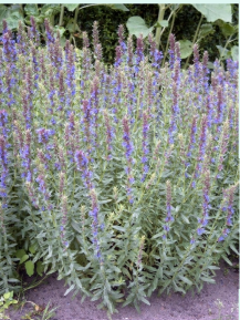 Harilik iisop / Hyssopus officinalis 100gr