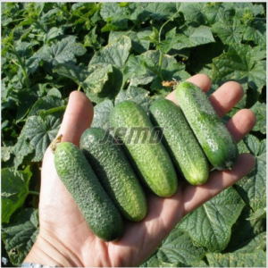 Lühike kurk HARRIET F1 250s