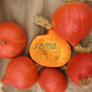 Kõrvits HOKKAIDO ORANGE 250s (puhtimata)