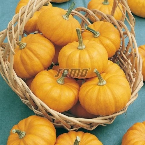 Dekoratiivkõrvits JACK BE LITTLE 20g