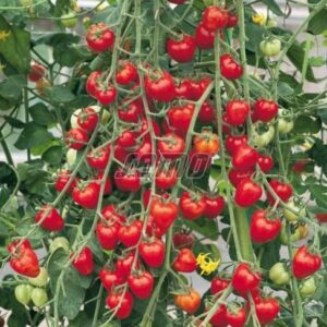 Kirsstomat JAHODO 100s