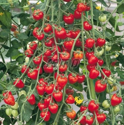 Kirsstomat JAHODO 100s