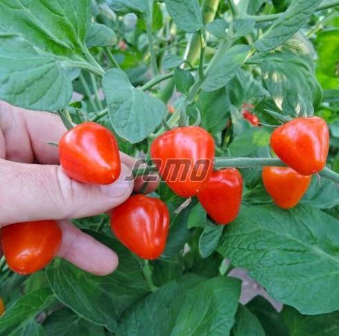 Kirsstomat JAHODO 100s - Image 2