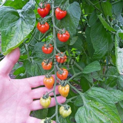 Kirsstomat JAHODO 100s - Image 3