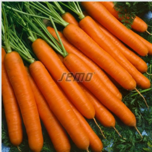 Porgand Jarana F1 50 000tks