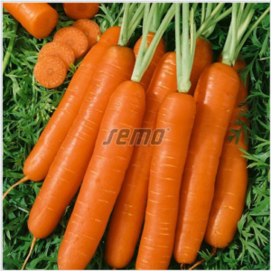 Porgand JITKA F1 50 000tks