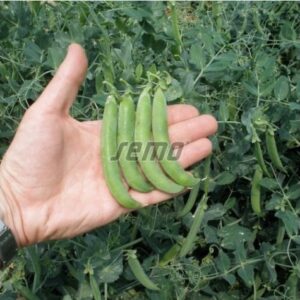 Herneseeme JUNOS 25kg (puhtimata)