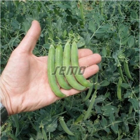 Herneseeme JUNOS 25kg (puhtimata)