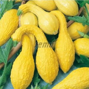 Dekoratiivkõrvits KACENKY 20g