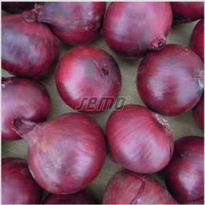 Sibul KARMEN 50 000s